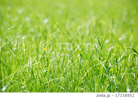 grass at the park grass at the park 17158952