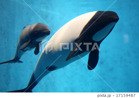 親子 イロワケイルカ 親子 イロワケイルカ 17159487