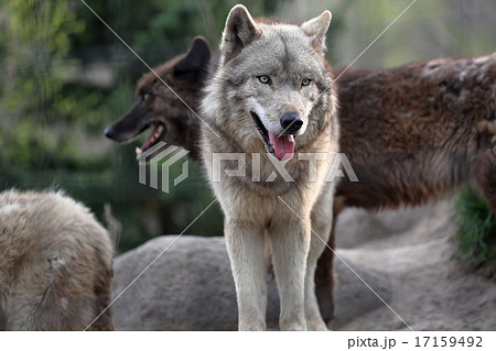 白と黒 シンリンオオカミの写真素材