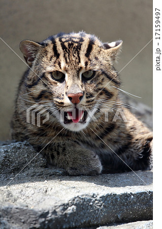 スネドリネコ 17159497