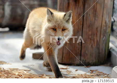 跳躍　キタキツネ 17159515