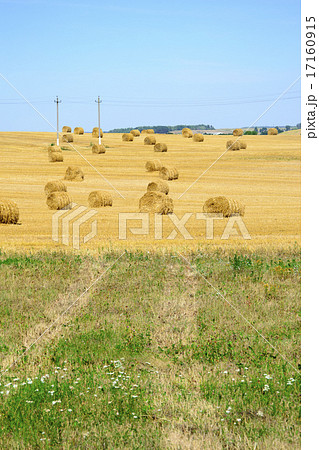 Field after Harvest Straw. Field after Harvest Straw. 17160915