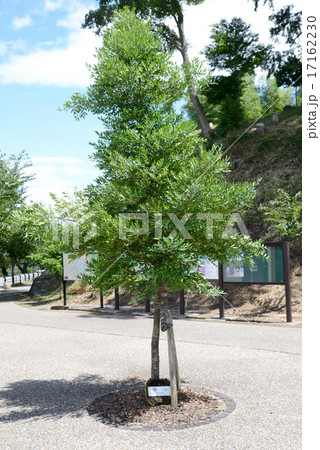 ナギの木 ナギの木 17162230