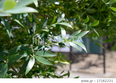 ナギの葉 17162231