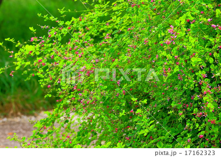 萩の紫色の花 萩の紫色の花 17162323