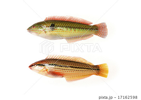 キュウセンベラの雌雄 17162598