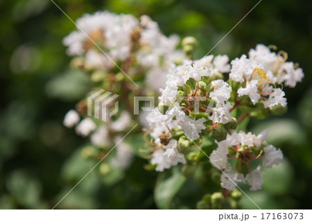 サルスベリ サルスベリ 17163073