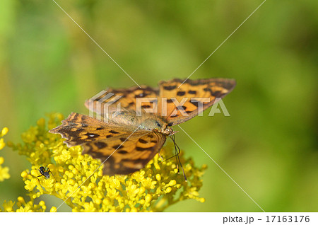 女郎花に止まるキタテハ（黄立羽） 17163176