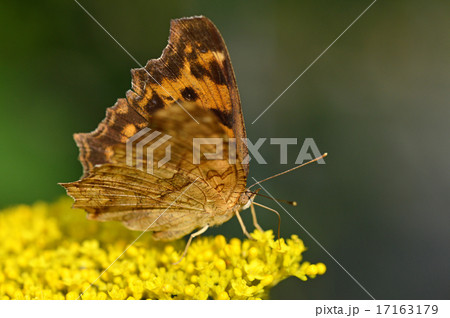女郎花に止まるキタテハ（黄立羽） 17163179