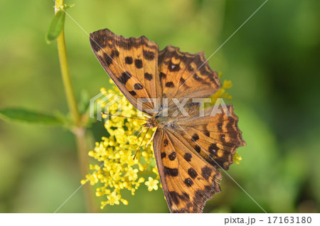 女郎花に止まるキタテハ(黄立羽) 女郎花に止まるキタテハ(黄立羽) 17163180