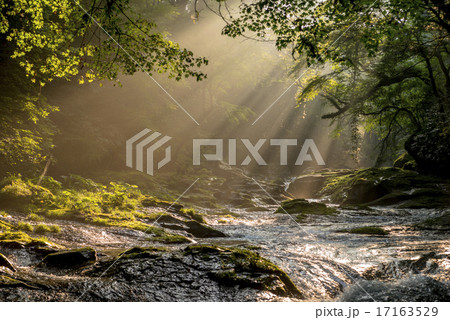 菊池渓谷の光芒 17163529