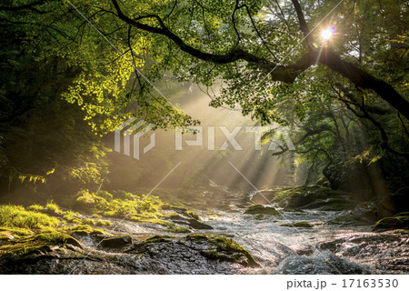 菊池渓谷の光芒 17163530