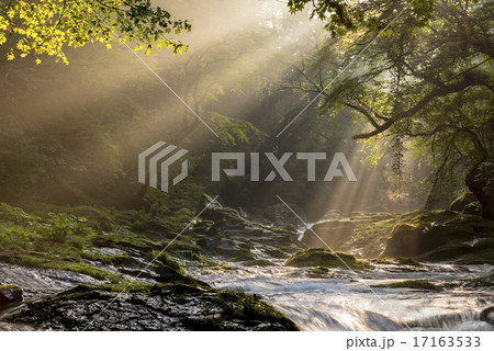 菊池渓谷の光芒 17163533