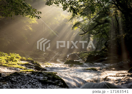 菊池渓谷の光芒 17163541