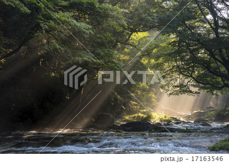 菊池渓谷の光芒 17163546