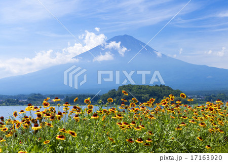 夏の富士山 河口湖 天人菊 テンニンギク 夏の富士山 河口湖 天人菊 テンニンギク 17163920