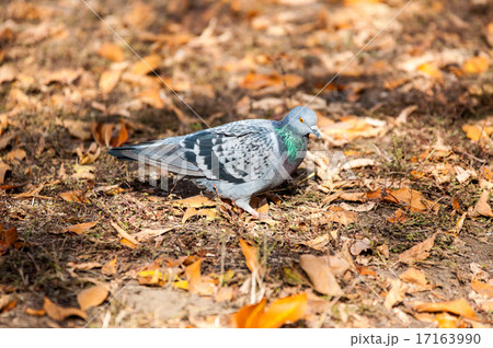 Rock pigeon 17163990