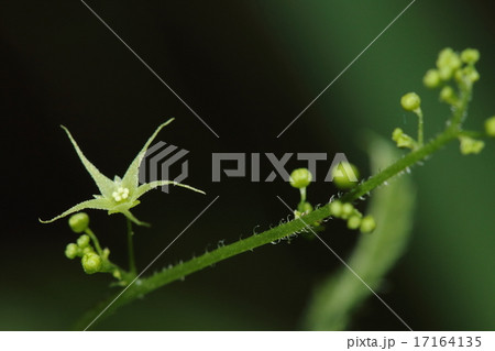 自然 植物 アマチャヅル、雌雄異株。これは雄株に咲く雄花、地味ですがきれいな花です③ 自然 植物 アマチャヅル、雌雄異株。これは雄株に咲く雄花、地味ですがきれいな花です③ 17164135