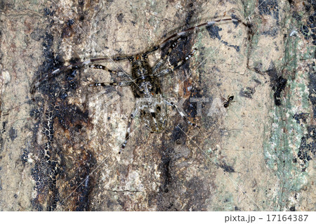 カミキリムシ カミキリムシ 17164387