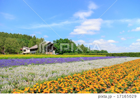 北海道　ファーム富田の花畑 17165029