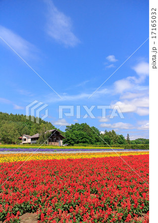 北海道 ファーム富田の花畑 北海道 ファーム富田の花畑 17165032