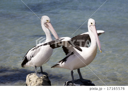 Pelicans 17165576