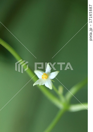 自然 植物 スズメウリ、同じ株に雄花と雌花が咲くようです。これは雄花です 自然 植物 スズメウリ、同じ株に雄花と雌花が咲くようです。これは雄花です 17165887