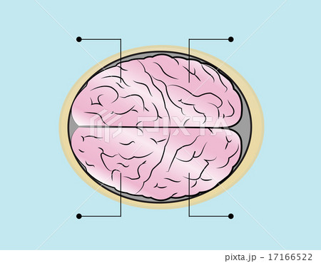 sections of human brain sections of human brain 17166522