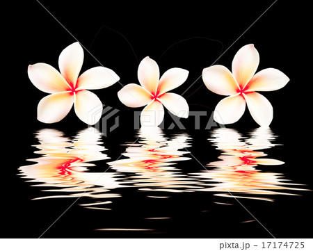 beautiful flower with reflection on water surface beautiful flower with reflection on water surface 17174725