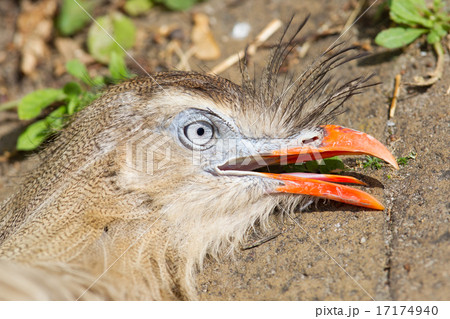 Red-legged seriema or crested cariama Red-legged seriema or crested cariama 17174940