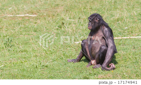 Adult bonobo Adult bonobo 17174941
