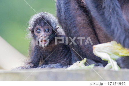 Spider monkey (Ateles fusciceps) Spider monkey (Ateles fusciceps) 17174942