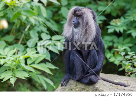 Lion-tailed Macaque (Macaca silenus) Lion-tailed Macaque (Macaca silenus) 17174950