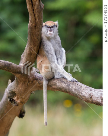 Patas monkey (Erythrocebus patas 17174951