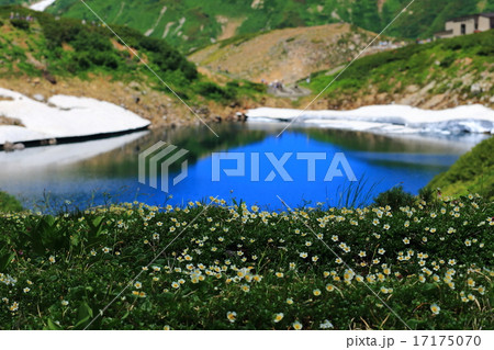 チングルマとみくりが池 17175070