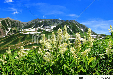 立山連邦とコバイケソウ 17175328