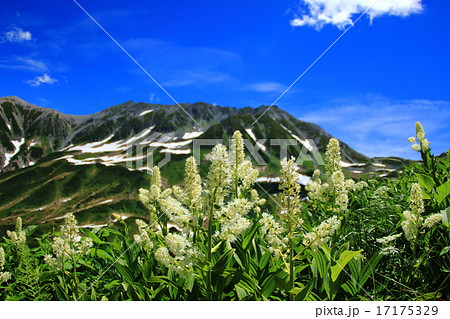 立山連邦とコバイケソウ 17175329