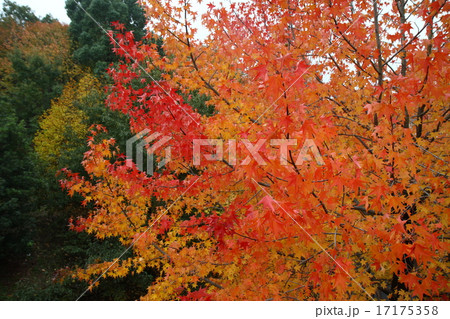 紅葉 17175358