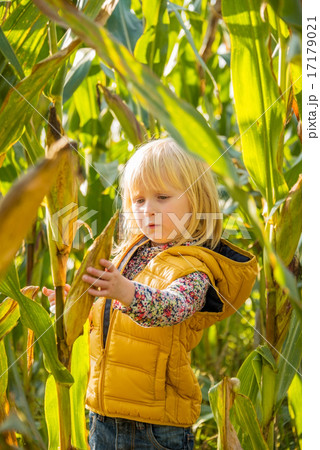 Portrait of curious child find corn in cornfield Portrait of curious child find corn in cornfield 17179021