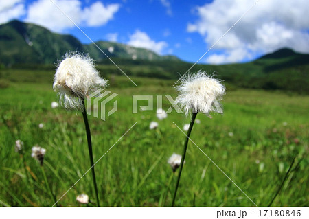 ワタスゲの弥陀ヶ原高原 17180846