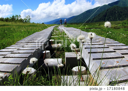 ワタスゲの弥陀ヶ原高原 17180848