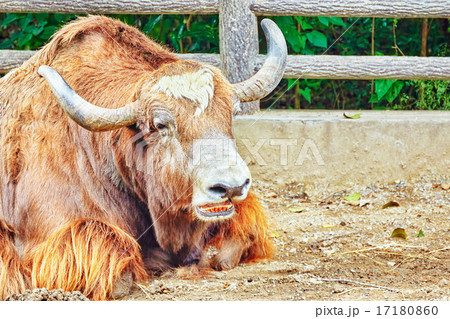 Yak animal   look  on camera. 17180860