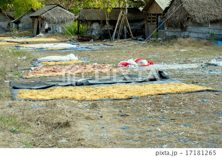 Seaweed farmed along the coast of Nusa Penida 17181265