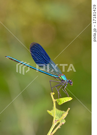 dragonfly in forest 17181429