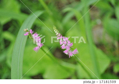 ネジバナ ネジバナ 17181509