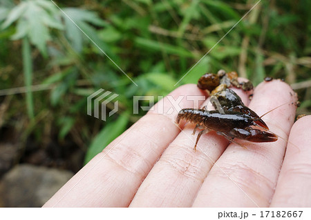 手の上の小さいニホンザリガニ　 17182667