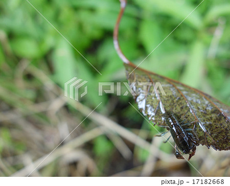 葉の上の小さいニホンザリガニ 17182668