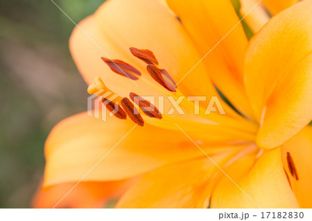 ゆり 品種(ロイヤルトリニティ) ゆり 品種(ロイヤルトリニティ) 17182830