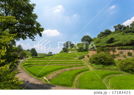 千早赤阪村の棚田 千早赤阪村の棚田 17183423
