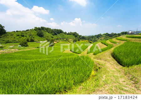 千早赤阪村の棚田 17183424